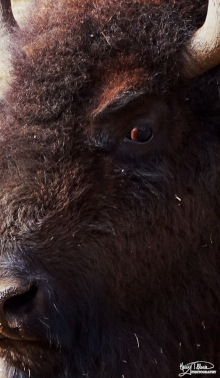 Severe
                            Bison face by Kerry Gleason