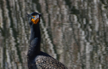 Double-Crested Cormorant @Evergreen
                            Lake by Kerry Gleason